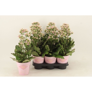 Kalanchoe Feminine Pink