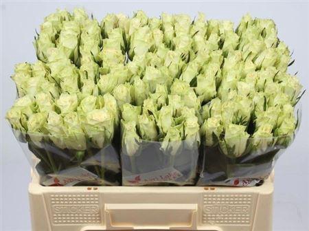 <h4>R Gr Athena</h4>