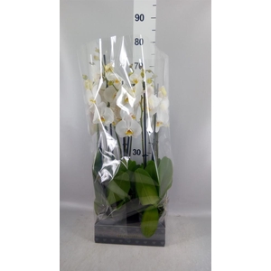 Phalaenopsis  'Ant Cambridge'