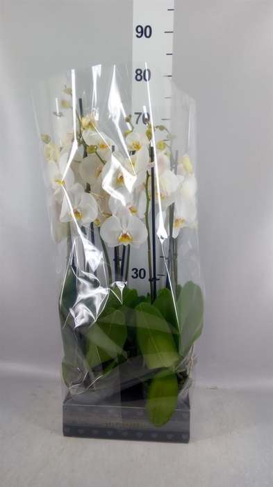 <h4>Phalaenopsis  'Ant Cambridge'</h4>