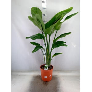 Strelitzia nicolai