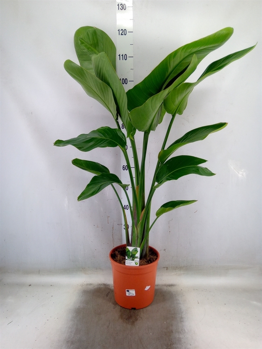 <h4>Strelitzia nicolai</h4>