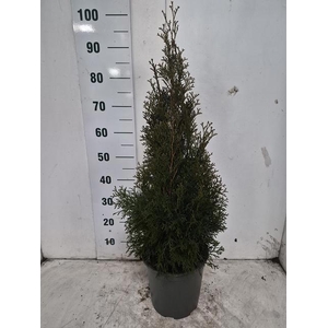 THUJA O SMARAGD