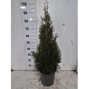 THUJA O SMARAGD