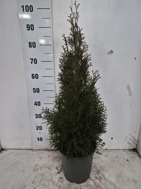 <h4>THUJA O SMARAGD</h4>