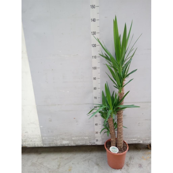 <h4>Yucca   ...</h4>