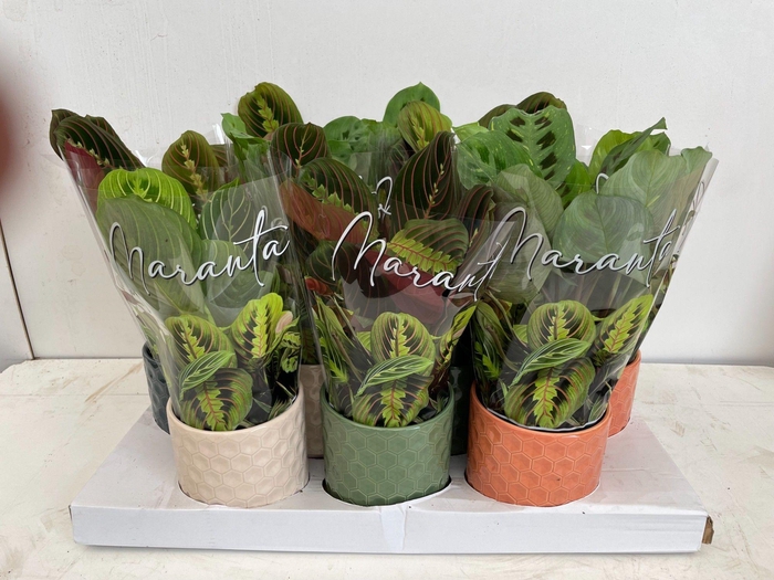<h4>Maranta mix in Keramiek</h4>