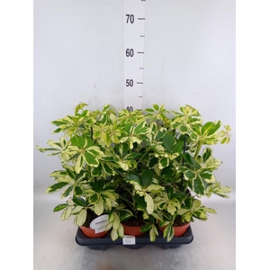 Schefflera arbor. 'Charlotte'