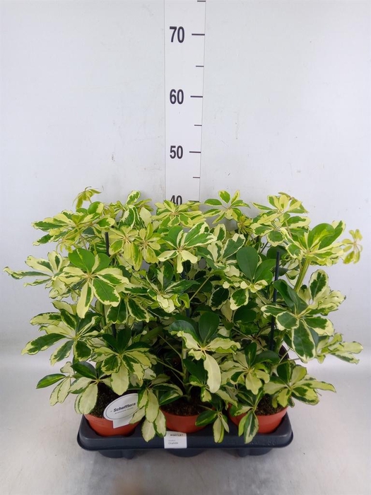<h4>Schefflera arbor. 'Charlotte'</h4>