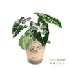 ALOCASIA MICHOLITZIANA P11 FRYDEK VAR PAPER