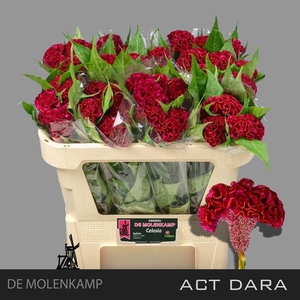 CEL C ACT DARA