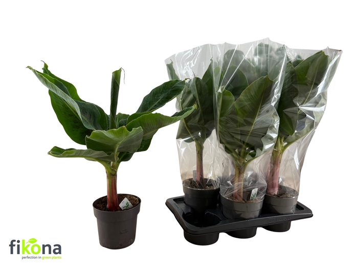 <h4>MUSA TROPICANA</h4>