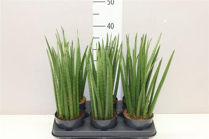 <h4>Sansevieria Cylindrica Mikado</h4>