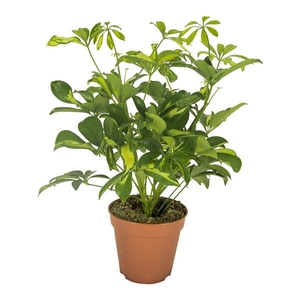 Schefflera arboricola 'Gerda'