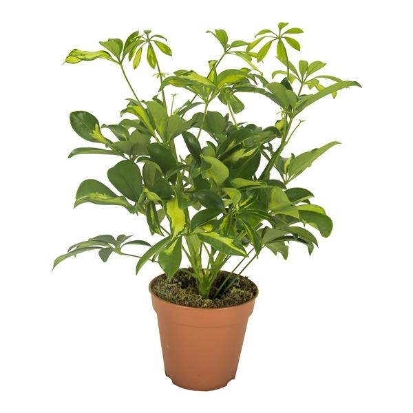 <h4>Schefflera arboricola 'Gerda'</h4>