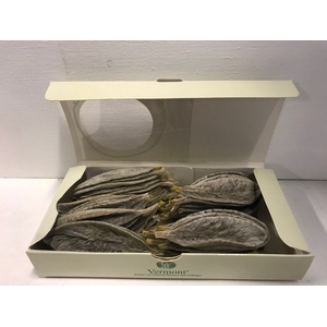 Stachys geel 75pc