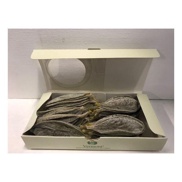 <h4>Stachys geel 75pc</h4>