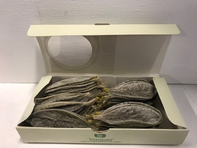 Stachys geel 75pc