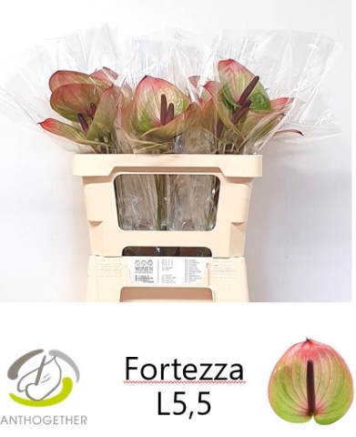 <h4>ANTH A FORTEZZA H20</h4>
