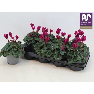 CYCL KL METIS DECORA