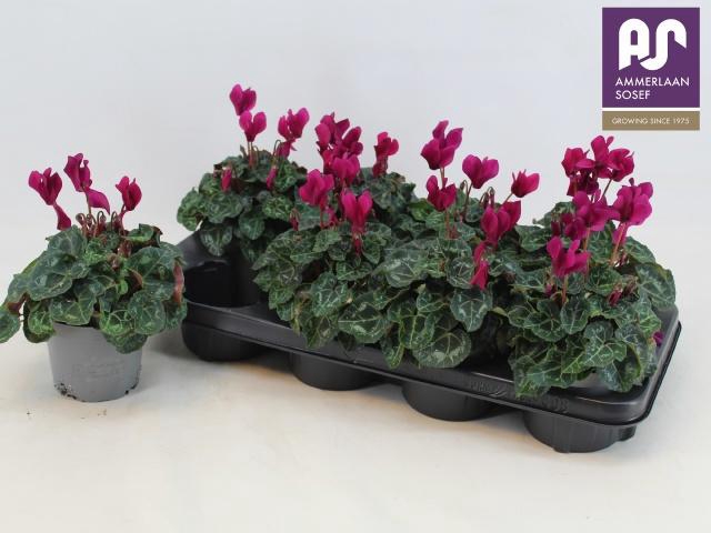 <h4>CYCL KL METIS DECORA</h4>