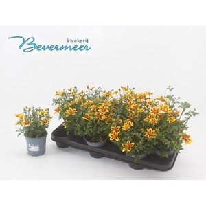 BID SUM SHOOTIN STAR