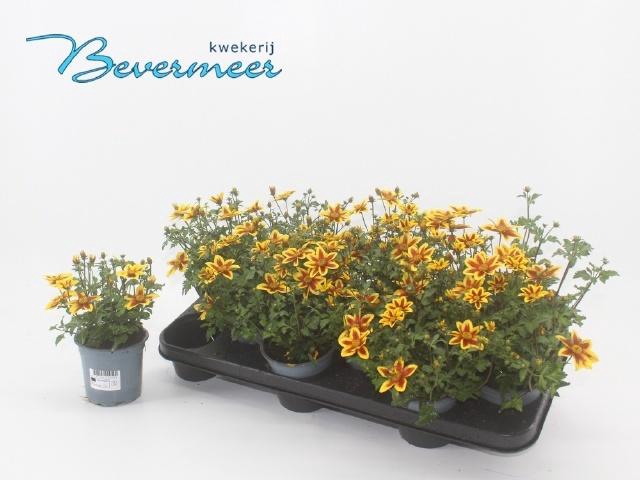 <h4>BID SUM SHOOTIN STAR</h4>