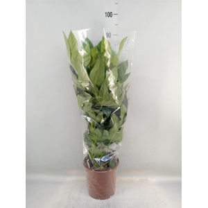 Fatsia japonica   ...