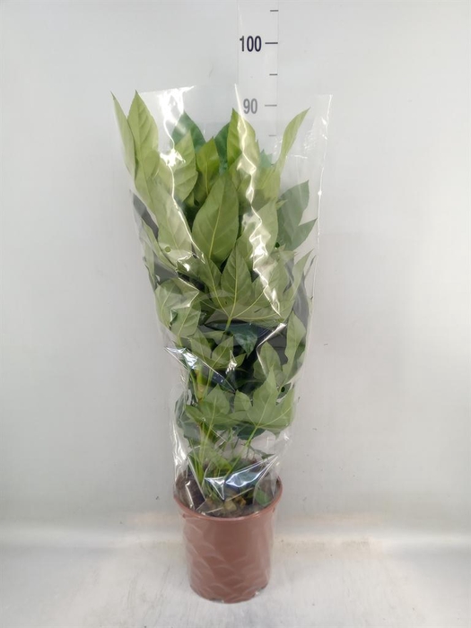 <h4>Fatsia japonica ...</h4>