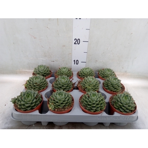 Echeveria   ...