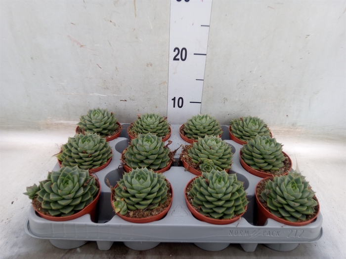 <h4>Echeveria   ...</h4>