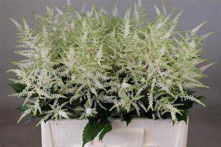 <h4>Astil Ja Washington</h4>