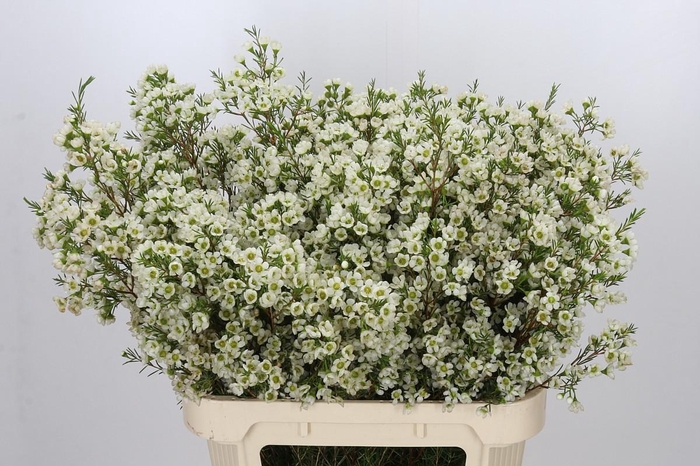 <h4>Chamelaucium Ivory Pearl</h4>