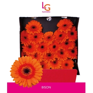 Germini Bison Diamond