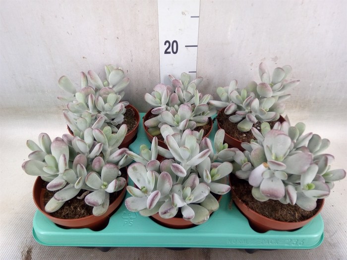 <h4>Cotyledon orbic. 'Picco Coins'</h4>