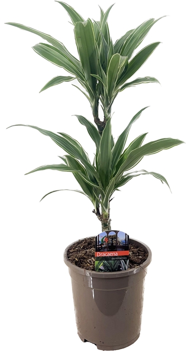 <h4>Dracaena deremensis warneckei 30-10</h4>