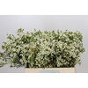 Chamelaucium Ivory Pearl