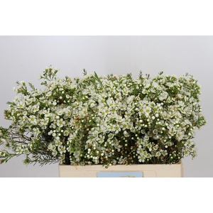 Chamelaucium Ivory Pearl