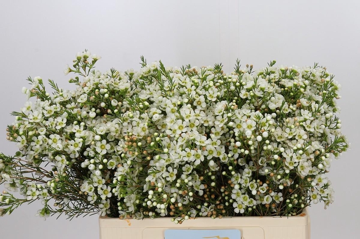<h4>Chamelaucium Ivory Pearl</h4>