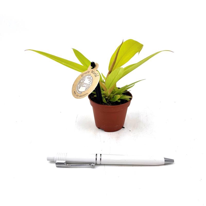 PHILODENDRON-HYBRID p6 golden crocs