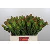 Leucadendron Laurel Yellow