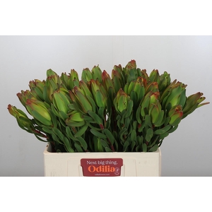 Leucadendron Laurel Yellow