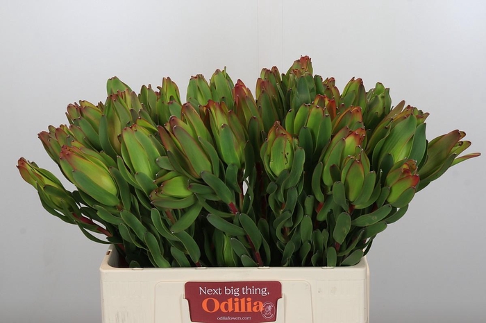 Leucadendron Laurel Yellow