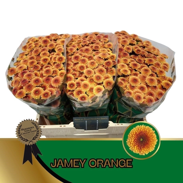<h4>Chr San Jamey Orange</h4>