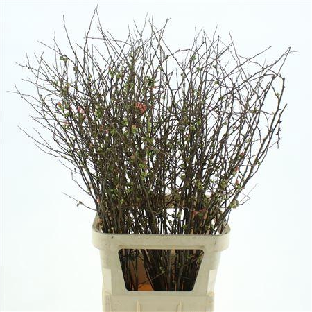 <h4>Chaenomeles Superba</h4>