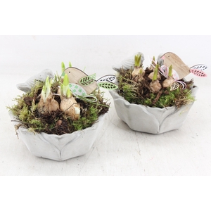 arr4 Bollenmix MB - Vogel schaaltje rond x3