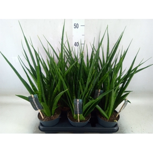 Sansevieria kirkii 'Friends'