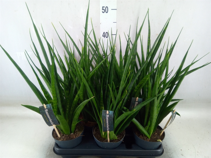 <h4>Sansevieria kirkii 'Friends'</h4>