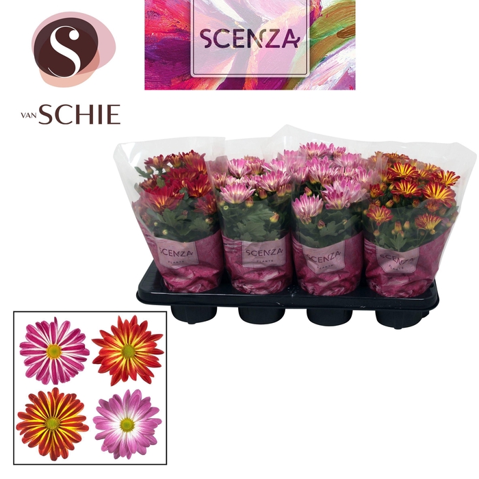 Chrysant Bicolor Mix