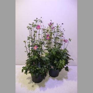 Anem Hupehensis